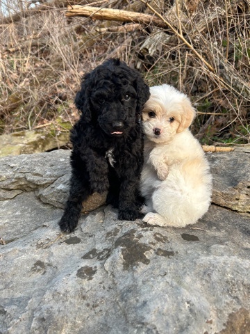 Poodle – have three puppies