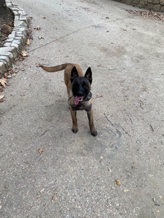 Belgian Shepherd Dog (Malinois) – Sweet Belgian Malinois Puppy!
