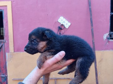 Blue Paul Terrier – cachorro pastor alemán