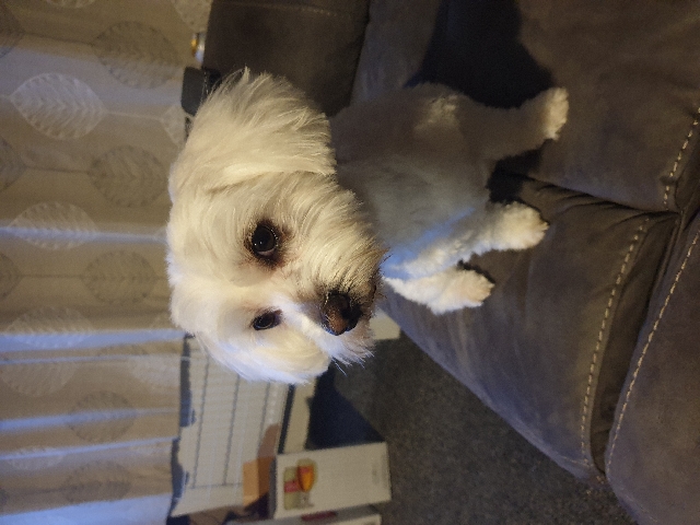 Maltese – maltese bichon frise