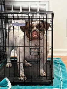 American Bulldog – exotic micro bully