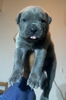 Cane Corso – cane corso puppies