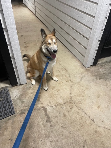 Siberian Husky – Dax husky mix