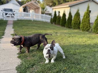 American Bulldog – American Bully poppy’s – Kohler