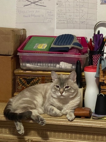 Maine Coon – 1 year old male kitty