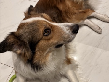 Border Collie - Purebred Male Sable Border Collie  available for adoption in Richmond Hill