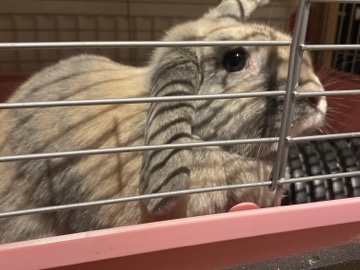 two beautiful rabbits 