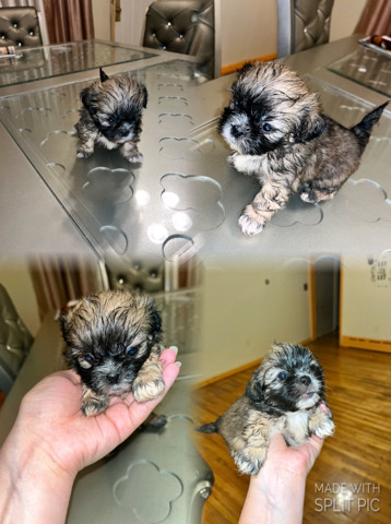 Shih Tzu – I sell puppies/vendo perritos