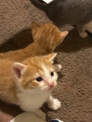 Baby kittens