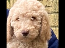 Poodle – KC registered Standard Poodle girl – Coventry