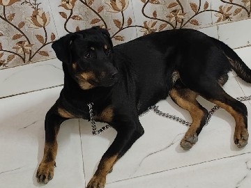 Rottweiler – pet rottweiler