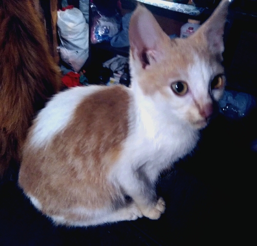 European Shorthair – End of Summer Kitten Fiesta
