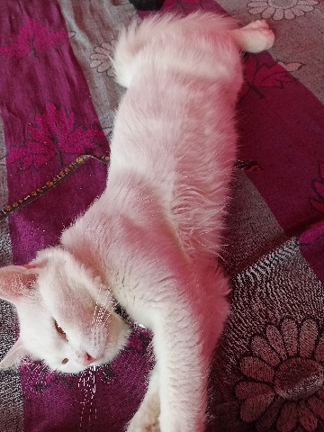 original Turkish cat male 