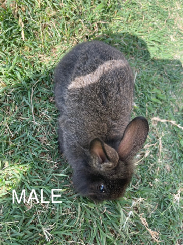 Lionhead – Lionhead/Mini Rex mix