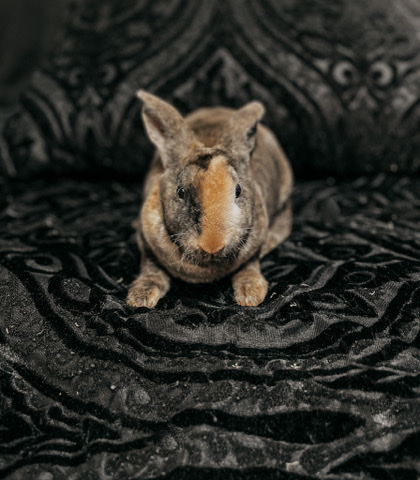 Harlequin – Harlequin Rabbit