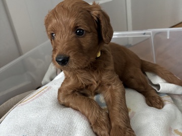 Goldendoodle β goldendoodle mini-medium β Morgan Hill