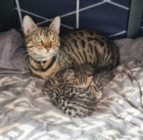 4 adorable and playful kittens