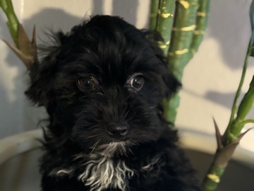 Shih Poo – shipoo boys – Euclid