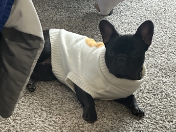 French Bulldog – Frenchie – Kansas City