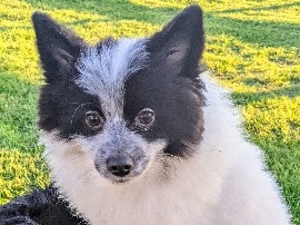 Pomeranian – Munstro male Pomeranian