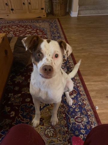 Border Collie – Foster dog in need of home