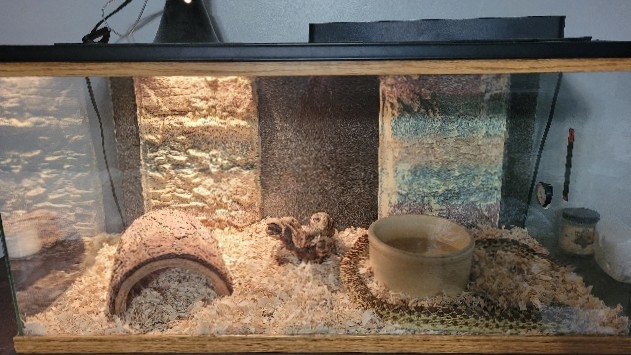 Any – Gopher snake