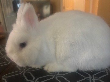 Netherland Dwarf – Blue eyed white Netherland Dwarf – Fort Lauderdale