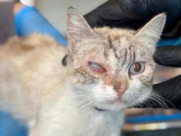 Scottish Fold – And these are Gaza’s cats in need of food.Your support is available through private message. 🐾🤍