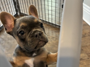 French Bulldog – Frenchton (Girl) – Decatur