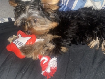 Yorkie Poo – Teacup Yorkie – New York