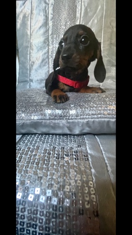 Dachshund – Female Dachshund