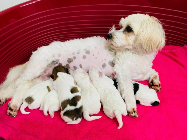 Poodle – Shih-poo 1 girl and 4 boys