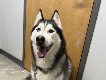 Siberian Husky - Timmy Husky needs a new home available for adoption in Glendale Heights