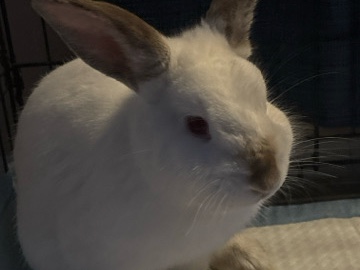 American – albino bunny – Charlotte