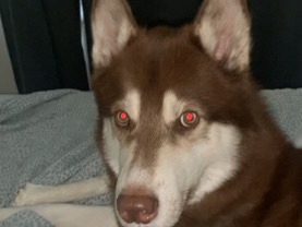Siberian Husky – Söker nytt hem för Siberian Husky – Stockholm