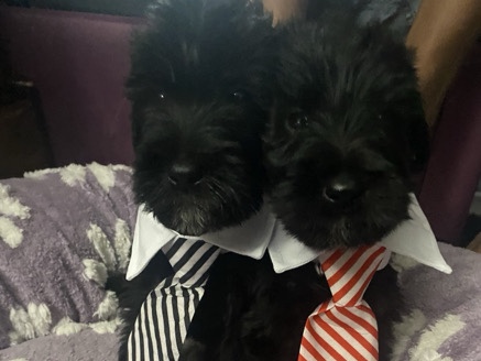 Poodle – Adorable Giant Schnoodle Puppies – Ready for Loving Homes! – Paradise