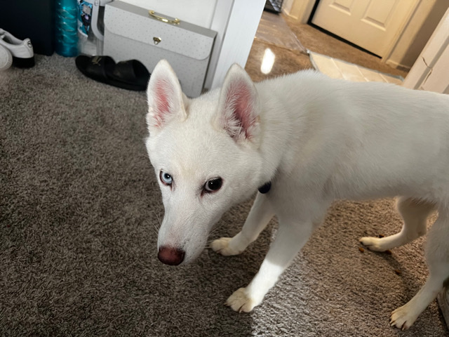 Siberian Husky – White Siberian Husky