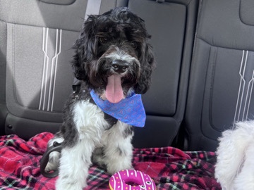 Cockapoo - The Chillest Dog Ever available for adoption in Glendale