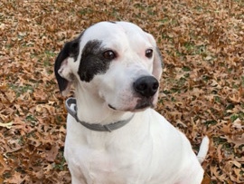 Pointer (dog breed) – needs a home – Deerfield