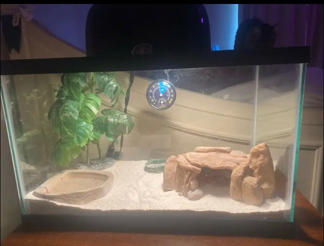 Any – leopard gecko includes everythin