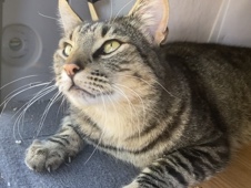 stray female cat needs home – The Dalles