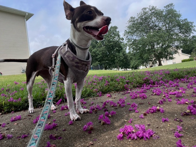 Chihuahua – Friendly Chihuahua Needs Home – Richmond
