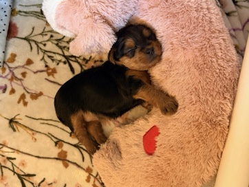 Yorkshire Terrier – Teacup Yorkie Terrier puppies – Santa Rosa