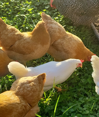 chickens