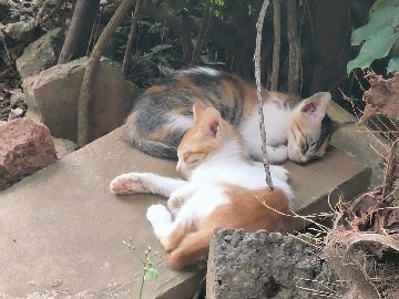 male indian 2 months old kitten