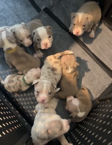 American Bulldog – American bully – New Caney