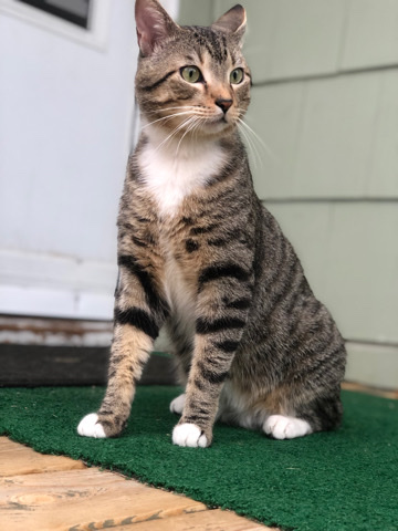 gizmo