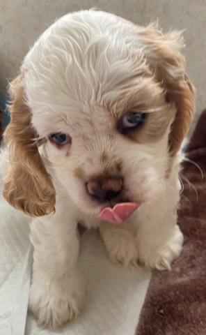 American Cocker Spaniel – cocker spaniel puppies