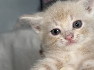 Persian (Traditional) – Persian cross kittens – Liverpool