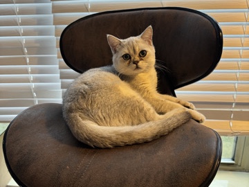 British Shorthair – British Shor hair